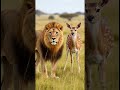 🦁🦌 What Happens When a Lion Hunts a Deer but Suddenly Stops #didyouknow #lion