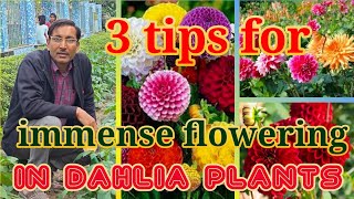 3 Unique Nursery tips for Growing Dahlia flower plant
