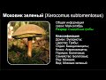 Моховик зеленый (Xerocomus subtomentosus)