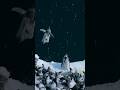  baby penguins jump off 50foot cliff in antarctica penguins