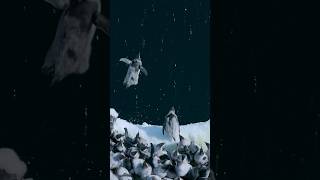 Baby Penguins Jump Off 50Foot Cliff in Antarctica #penguins