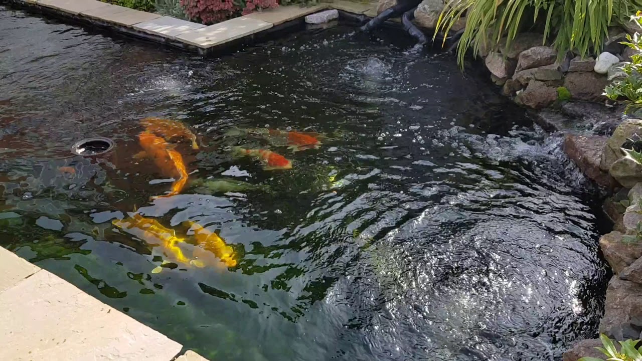 Koi Pond And Eazi Pod Filtration System With Homemade Bakki Shower Sept 2017 Koi Pond And Eazi Pod Filtration System With Homemade Bakki Shower Sept 2017