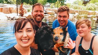 Swimming in the fish pond with PIGS? Sure, why not!