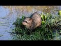 Animales / Osito lavador, aguará popé, mayuato o mapache sudamericano (Procyon cancrivorus)