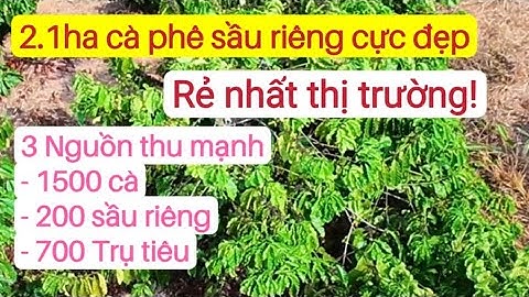 Vườn cà phê sầu riêng xen tiêu cực đẹp, bất động sản đất rẫy