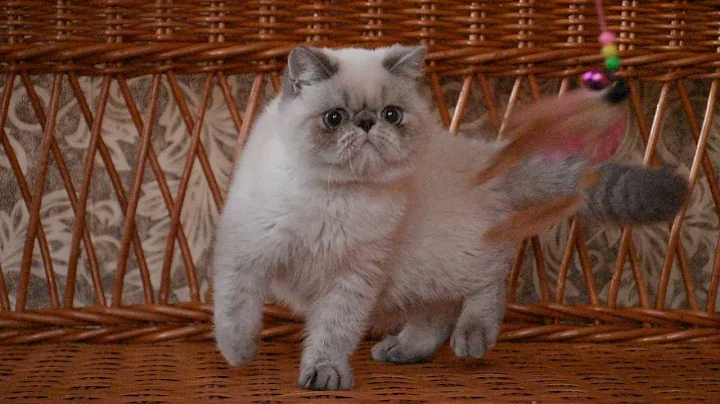 Video 1238201: exotic lynx, lynx point male, blue lynx point, exotic male kitten