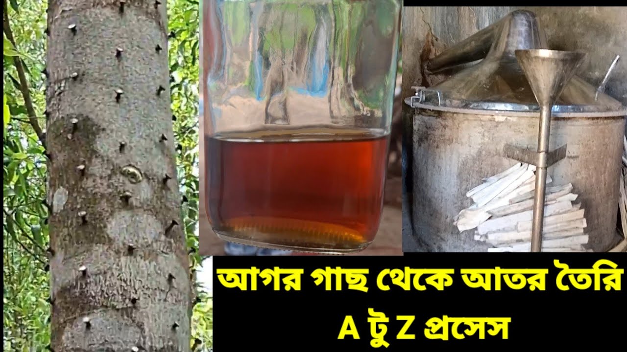 Agarwood Oil Making | আগর গাছ থেকে আতর তৈরি