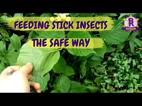 Where to find the SAFEST food plants for your STICK INSECTS!