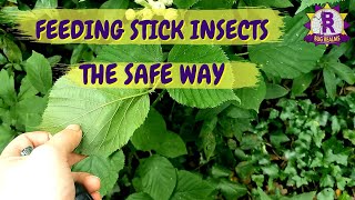 Where to find the SAFEST food plants for your STICK INSECTS!