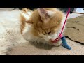 Fish Slayer Apprentice: Cat Toy Destroyer in 4K