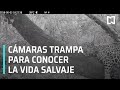 Cámaras trampa para estudiar la fauna - Al Aire