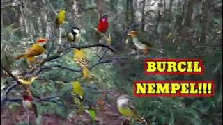 Pikat BURCIL paling Ampuh,di jamin semua pada  Nempel,m kn