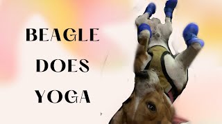 Beagle does Yoga by Moon the beagle 49 views 1 year ago 1 minute, 44 seconds