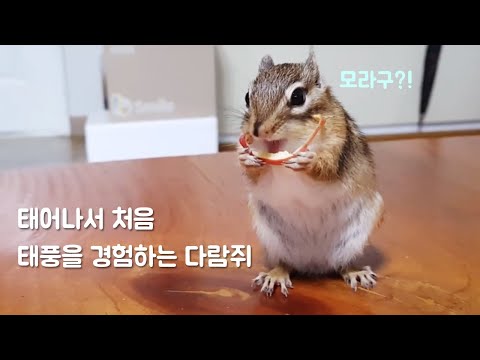 태어나서 처음 <strong>태풍을</strong> 경험하는 다람쥐