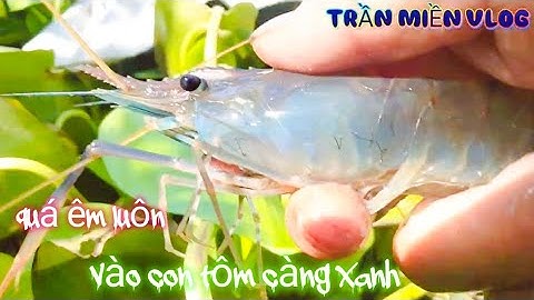 #327 thăm lờ cá lóc ở sóc trăng trại cá quá khủng luồn bạc liêu săn cá hugo vào tôm càng xanh