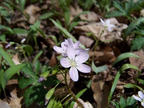 Βίντεο: Καλλιέργεια ανθοφόρων φυτών Claytonia – Πώς να φροντίσετε τα ανοιξιάτικα λουλούδια ομορφιάς