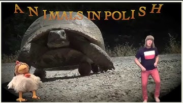Learn Polish - Animals in Polish with Jingle Jeff & Professor Giggle