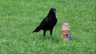 A Feast for Crows