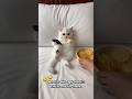Such A Spoiled Cat Cat Funny Cute Spoiled Stubborn Kitten Funnyanimals Drama Cutecat Such A Spoiled Cat Cat Funny Cute Spoiled Stubborn Kitten Funnyanimals Drama Cutecat