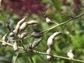 Récolter des graines de radis et de salades