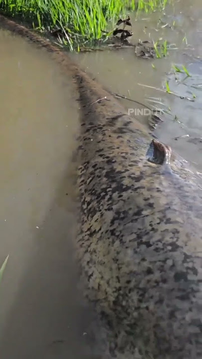 Very big fish #fish #tapah #rice fields #tapahfish #shortvideo #shorts
