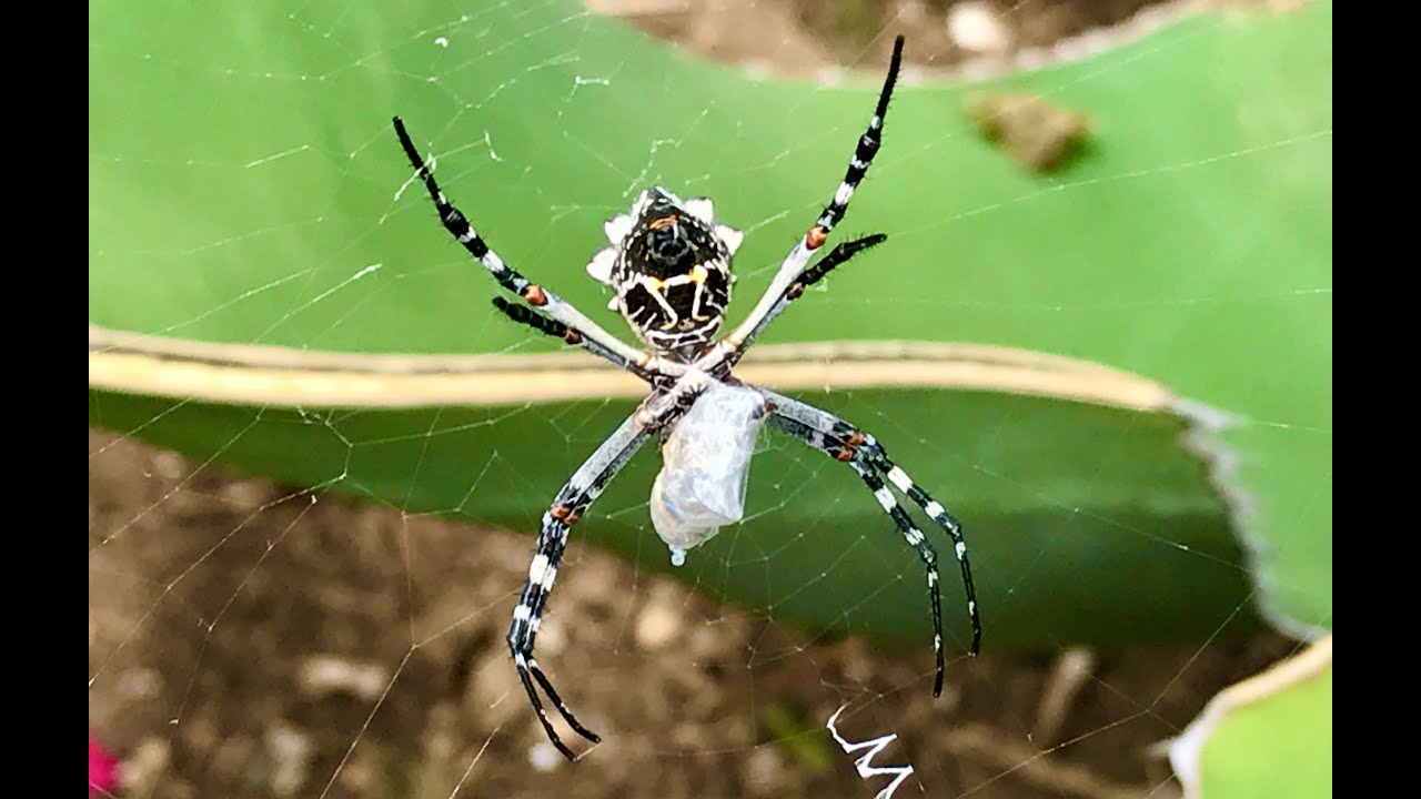 Spider Song (Lesson and Song Download) • Birdsong and the Eco