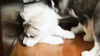 Day 50: Husky puppies