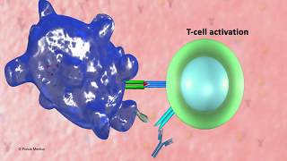 Noble prize 2018 Physiology and Medicine