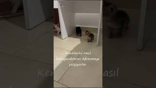 Kuki .1 Aylık Henüz. O Bir Sokak Kedisinin Yavruşu. Artık Bizim Yavruşumuz Oldu.