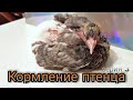 Кормление птенца.Пискун голубя 18 дней.Feeding the chick.Pigeon squeaker 18 days