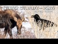 Winter wildlife photography  part 1  ravens moose canada wildlifephotography