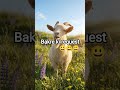 funny short#viral #shorts #short #viralshort #trendingshorts #funny #goat #viralshort