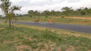 Big dominant male lion becomes the hunted