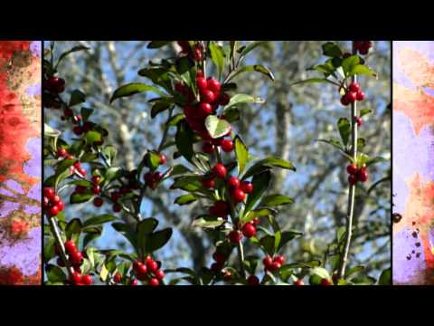 Video: Ptáky přitahující rostliny bobulí – výběr nejlepších rostlin bobulí pro ptáky
