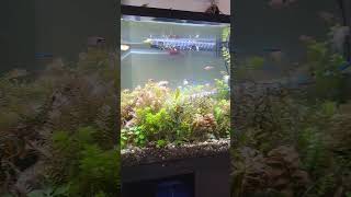 ell the eel and her paradise aquarium freshwater aquascape diy fish plants natural