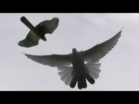 Опять ястреб тетеревятник играется с голубями. Again the goshawk is playing with pigeons