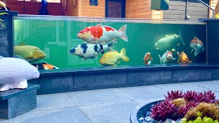 9000 Gallon Fish Pond, AMAZING Koi Collection! *TOP Garden Designs 9000 Gallon Fish Pond, AMAZING Koi Collection! *TOP Garden Designs