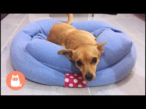fun dog beds