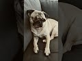 "Dog Filter Comedy 😂 | Pug Ki Funny Smile | Super Funny Animal Video" #youtubeshorts #doglife