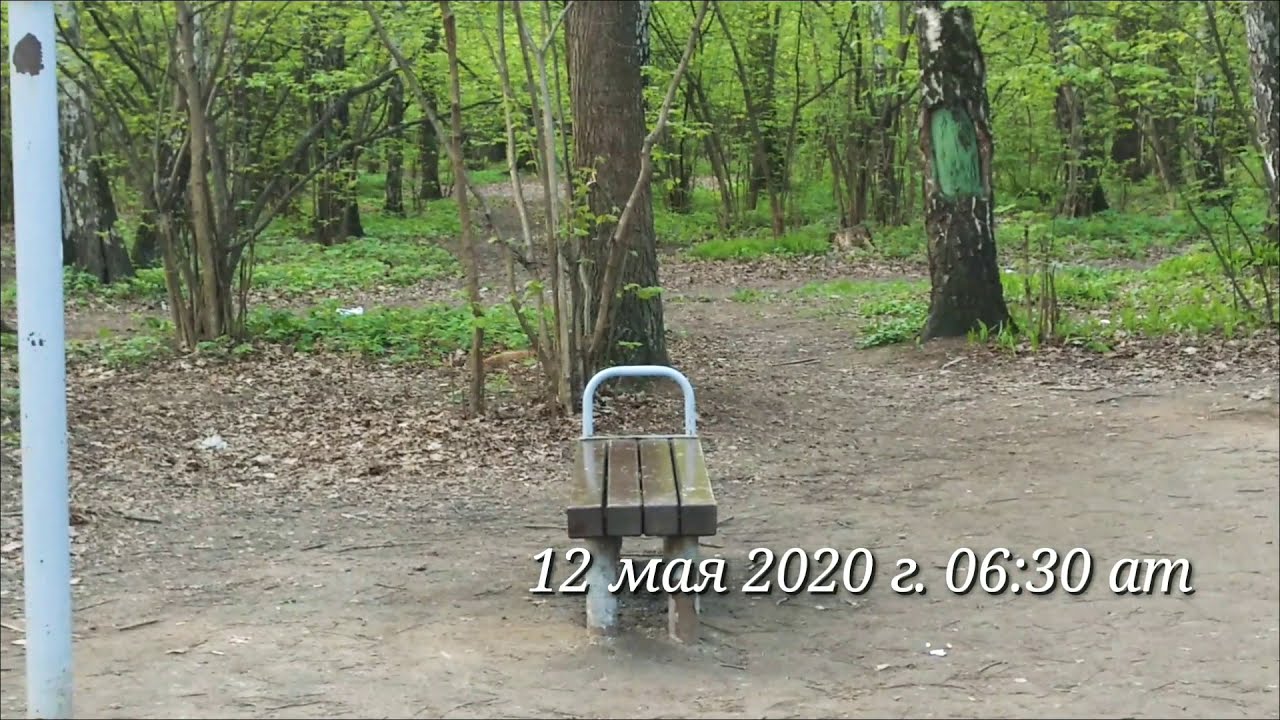 Утренняя прогулка 12 мая 2020. Сойки гоняют белок. Всё цветёт. Соловьи ...