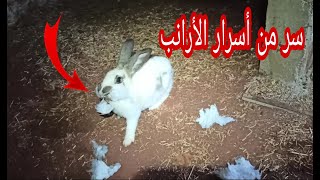 لو لاحظت انثى الأرنب عم تجمع قش وقطن  فاعلم انهااا.....