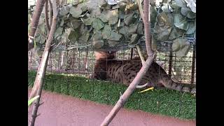 TAZZ Watching birdies in the cat tunnel by Savannah Tazz 207 views 2 years ago 1 minute, 10 seconds