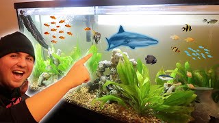 I Bought a SHARK for my Aquarium!