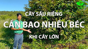 CÂY SẦU RIÊNG LỚN BAO NHIÊU BÉC TƯỚI LÀ ĐỦ, BỐ TRÍ THẾ NÀO ?