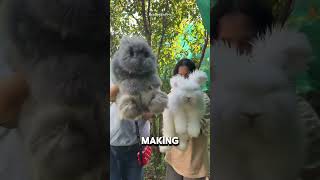 The Angora Bunny: The Fluffiest Animal on Earth 🐇✨ #adorable #rabbit #bunny #pets #cute