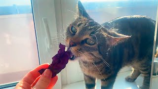 Never thought my cat Javelin would eat this! by My Cat Javelin 56 views 1 year ago 1 minute, 9 seconds