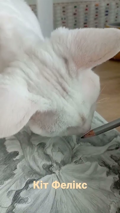 Кіт Фелікс художник) #shorts #cat #artist #кіт #графіка #квіти # ...