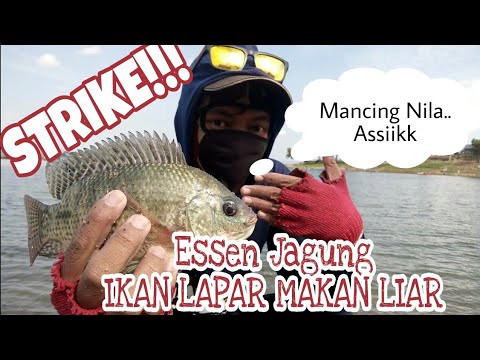 UMPAN MANCING IKAN NILA BABON PALING AMPUH SEJUTA UMAT