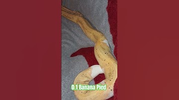 0.1 Banana Pied #banana #pied #pudding #shortvideo #shortsfeed #shorts #python #reptiles #ballpython