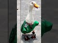 Patos viram sensação entre torcedores da Copa e amuleto da sorte para seleções #shorts